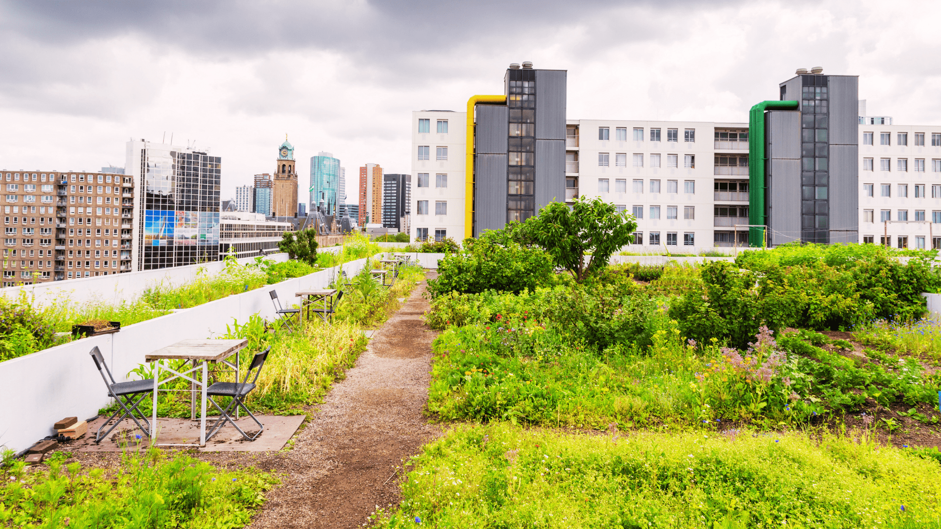 Urban landscapre from roof top with intensive green roof